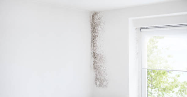 Best Emergency Mold Remediation  in Lyndhurst, OH